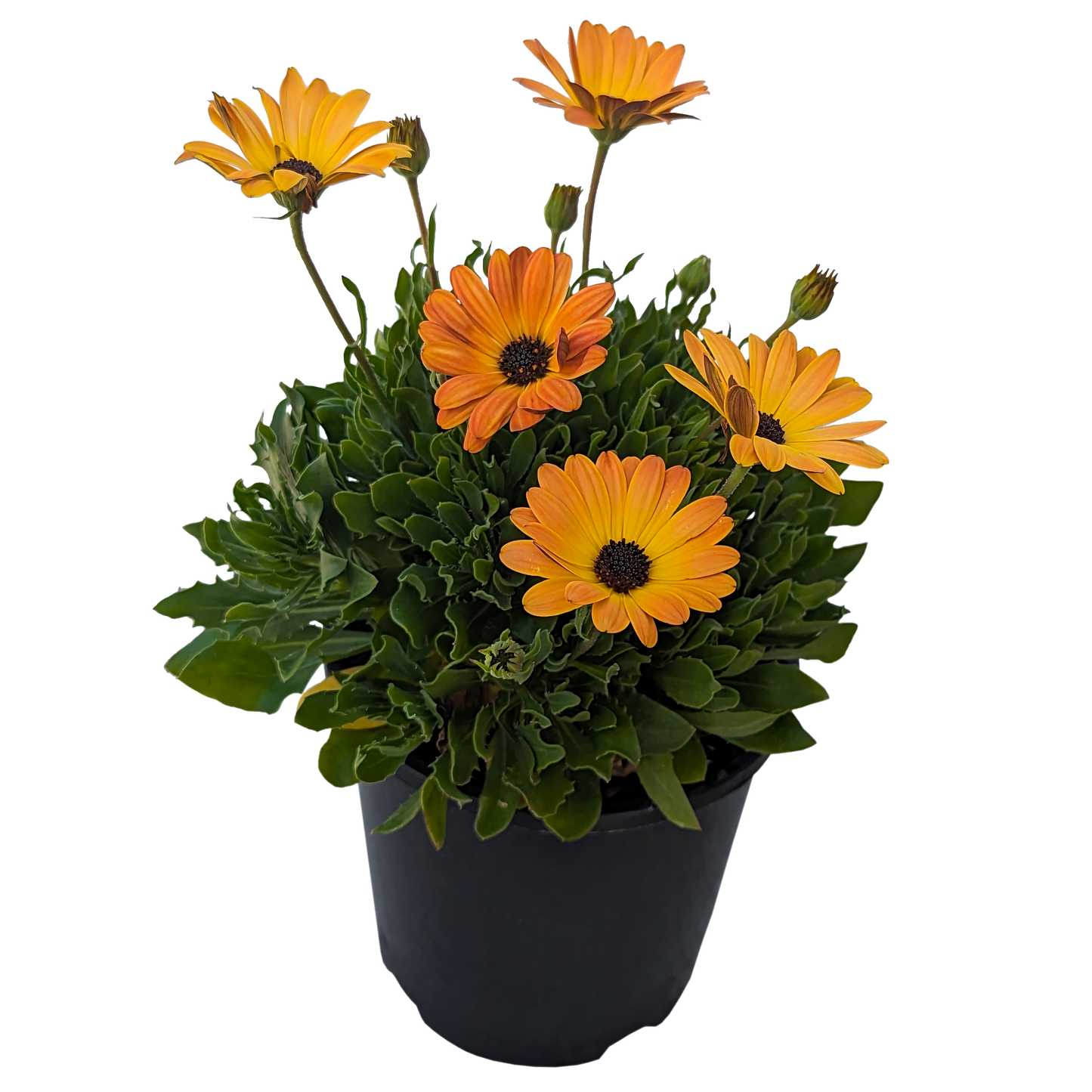orange flower osteospermum african daisy. 