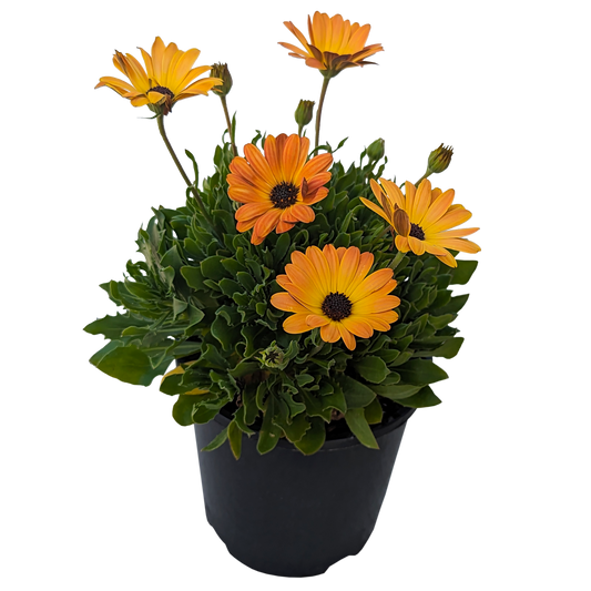 orange flower osteospermum african daisy. 