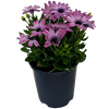 Osteospermum - African Daisy 140mm / Purple
