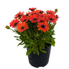 Osteospermum - African Daisy 140mm / Red