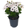 Osteospermum - African Daisy 140mm / White