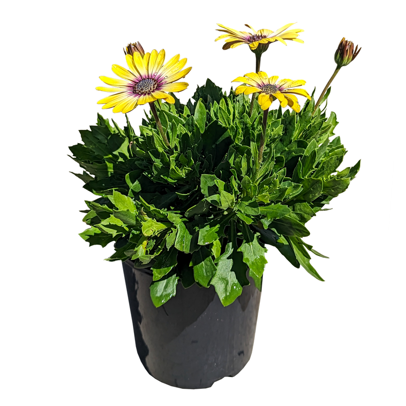 Osteospermum - African Daisy 140mm / Yellow