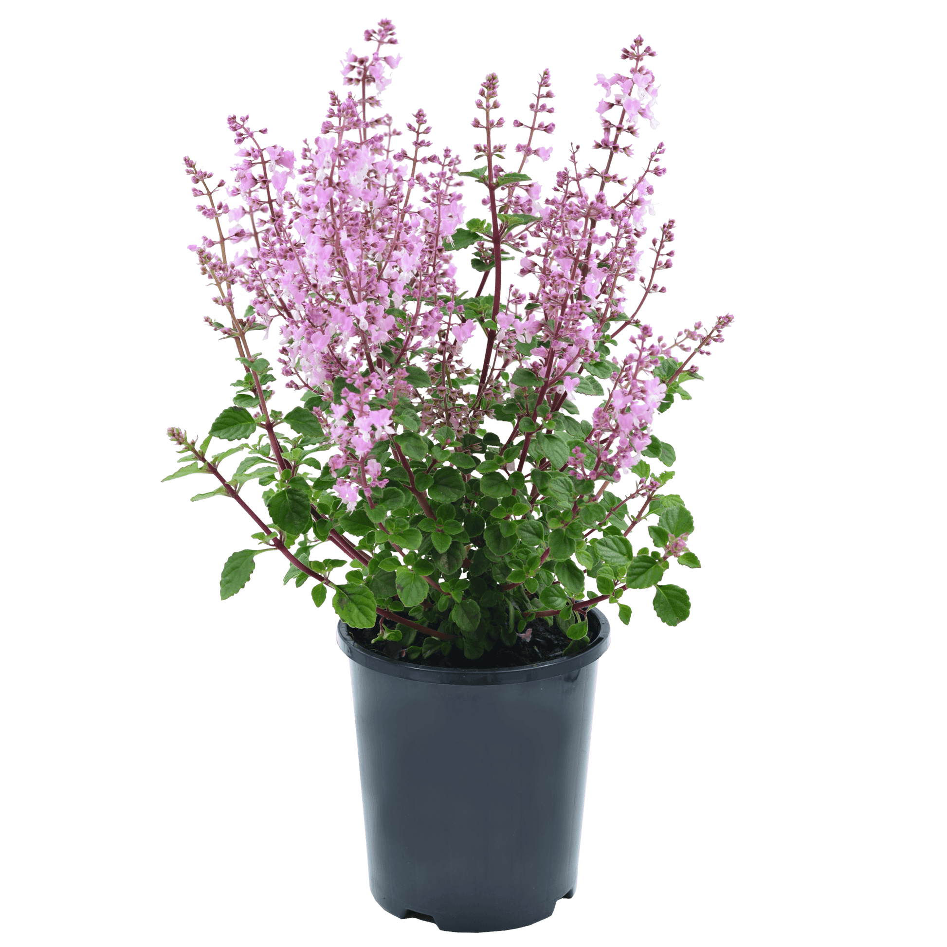 Plectranthus chimanimaniensis 140mm