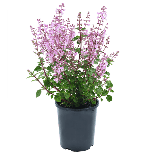Plectranthus chimanimaniensis 140mm