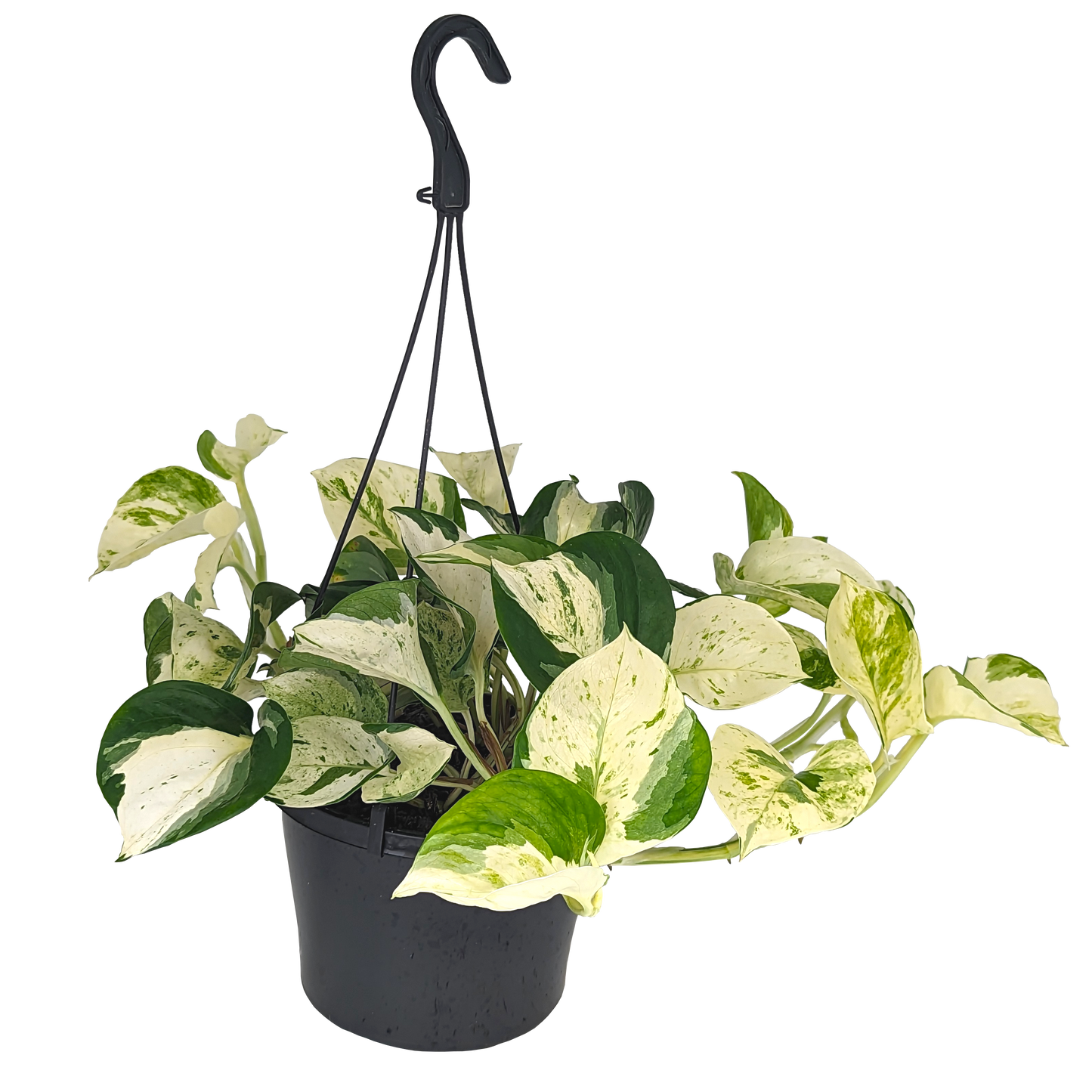 cream and marbled green heart shape epipremnum Manjula pothos hanging basket. 