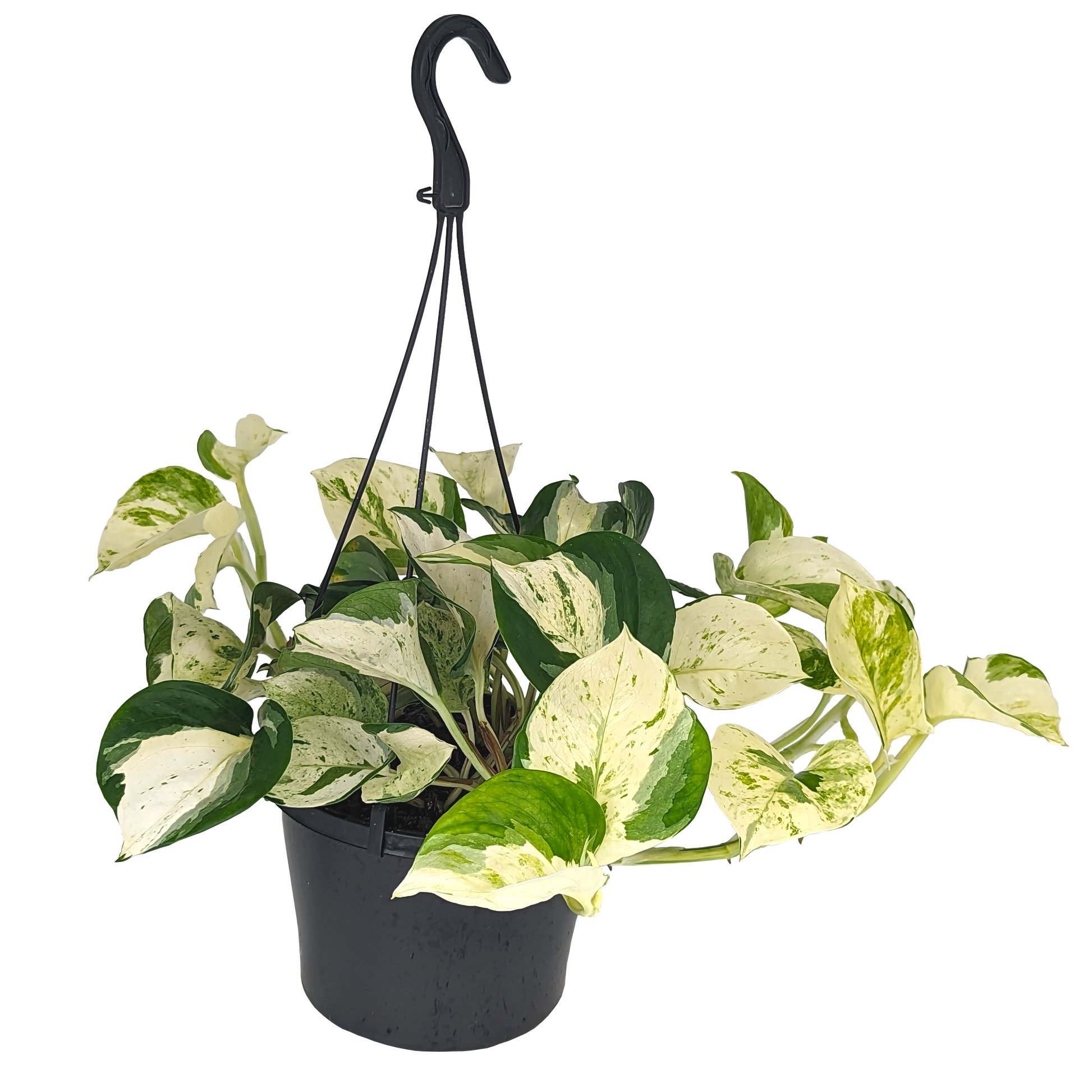 cream and marbled green heart shape epipremnum Manjula pothos hanging basket. 