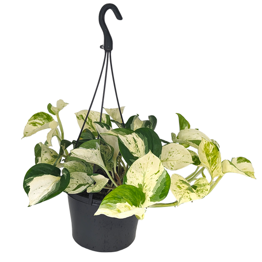 cream and marbled green heart shape epipremnum Manjula pothos hanging basket. 