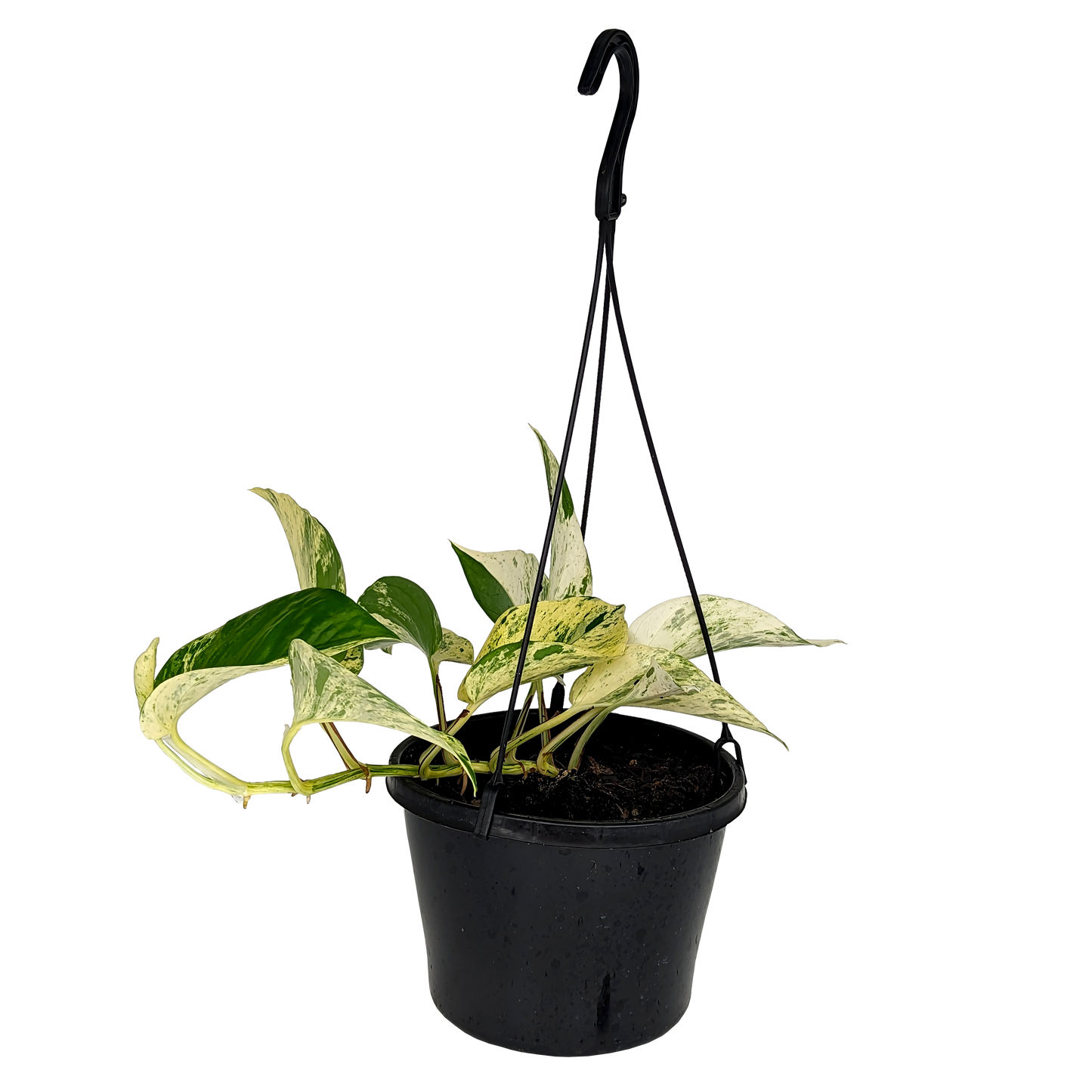 marbled cream and green trailing pothos devil ivy hanging basket. 