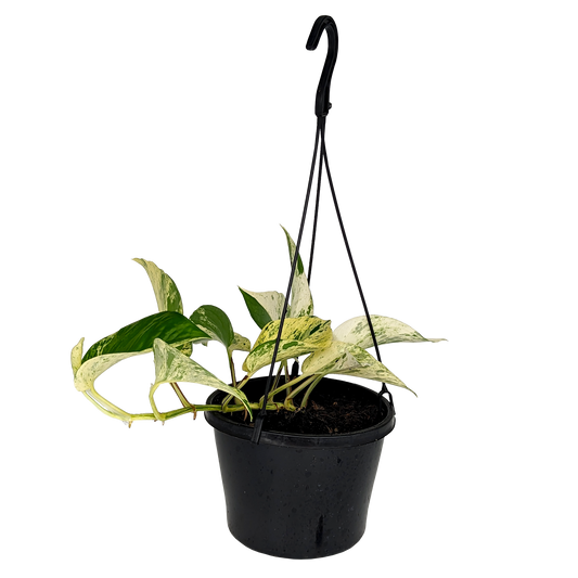 marbled cream and green trailing pothos devil ivy hanging basket. 