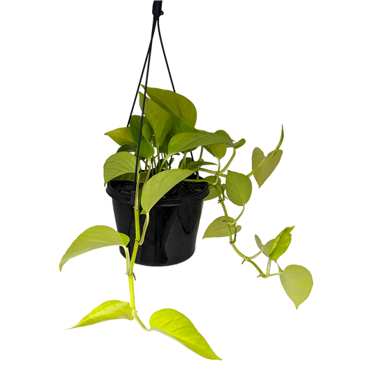 lime light green trailing pothos devils ivy trailing hanging basket. 