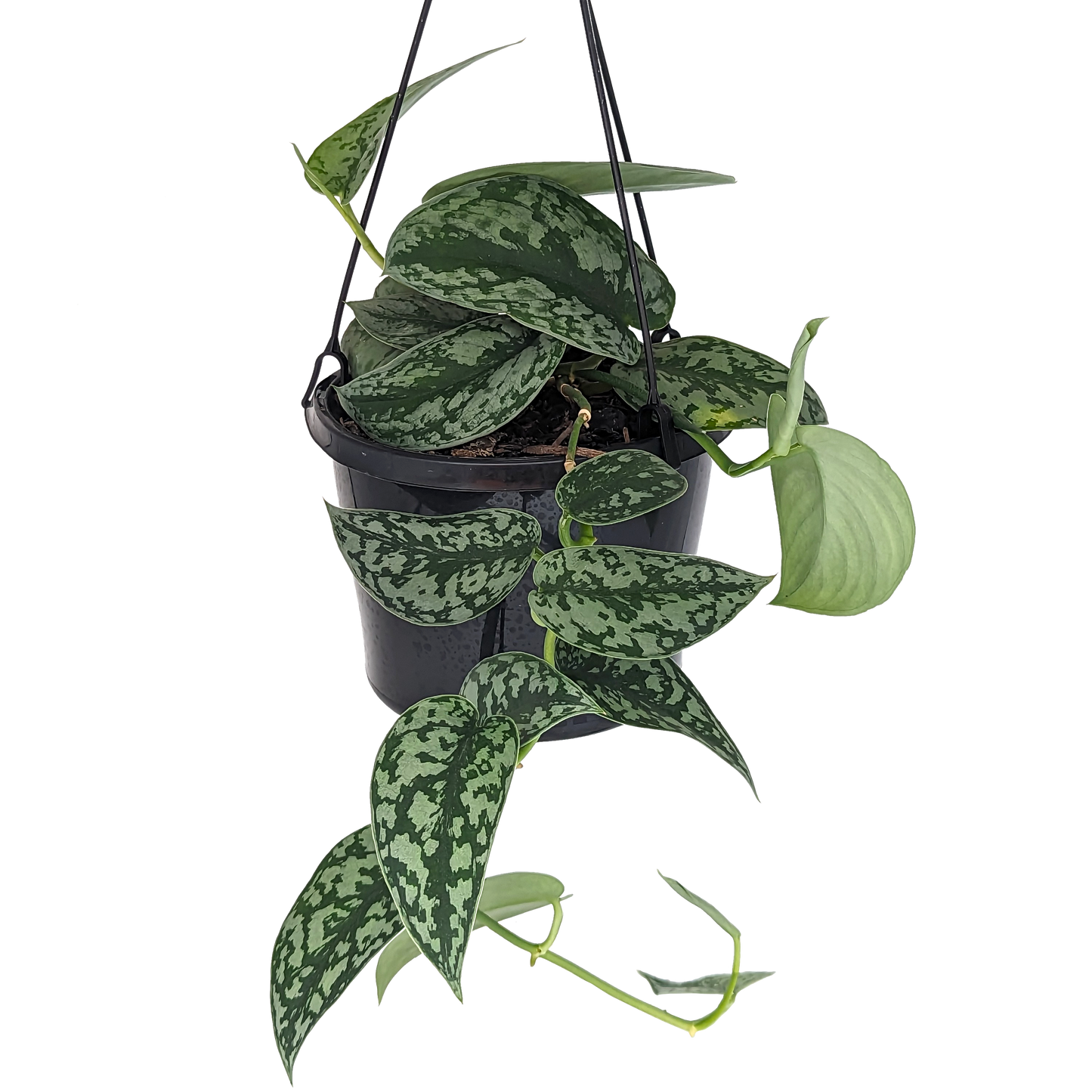 silver satin pothos. Scindapsus pictus hanging basket. 