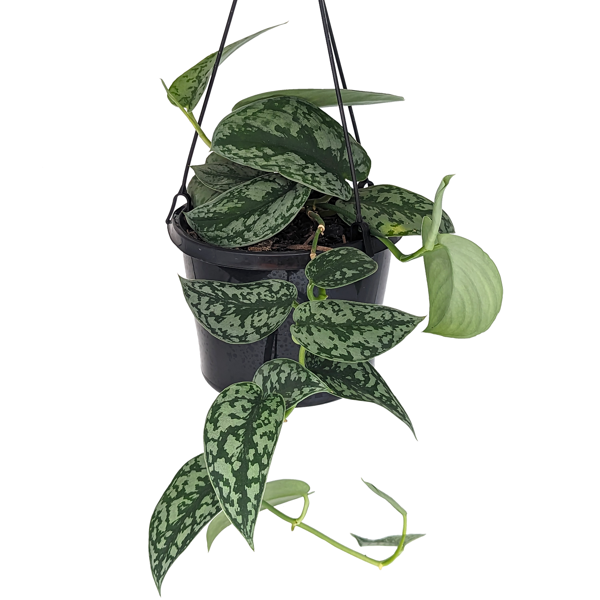 silver satin pothos. Scindapsus pictus hanging basket. 