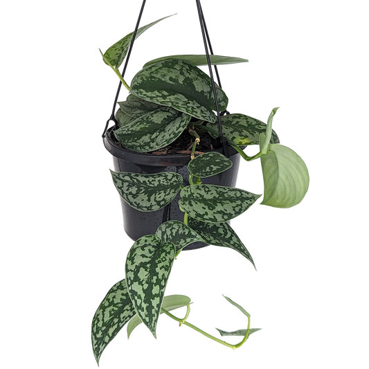silver satin pothos. Scindapsus pictus hanging basket. 