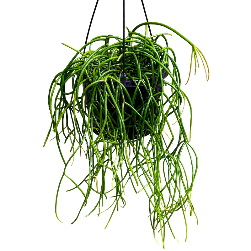 Rhipsalis baccifera - Mistletoe Cactus 155mm
