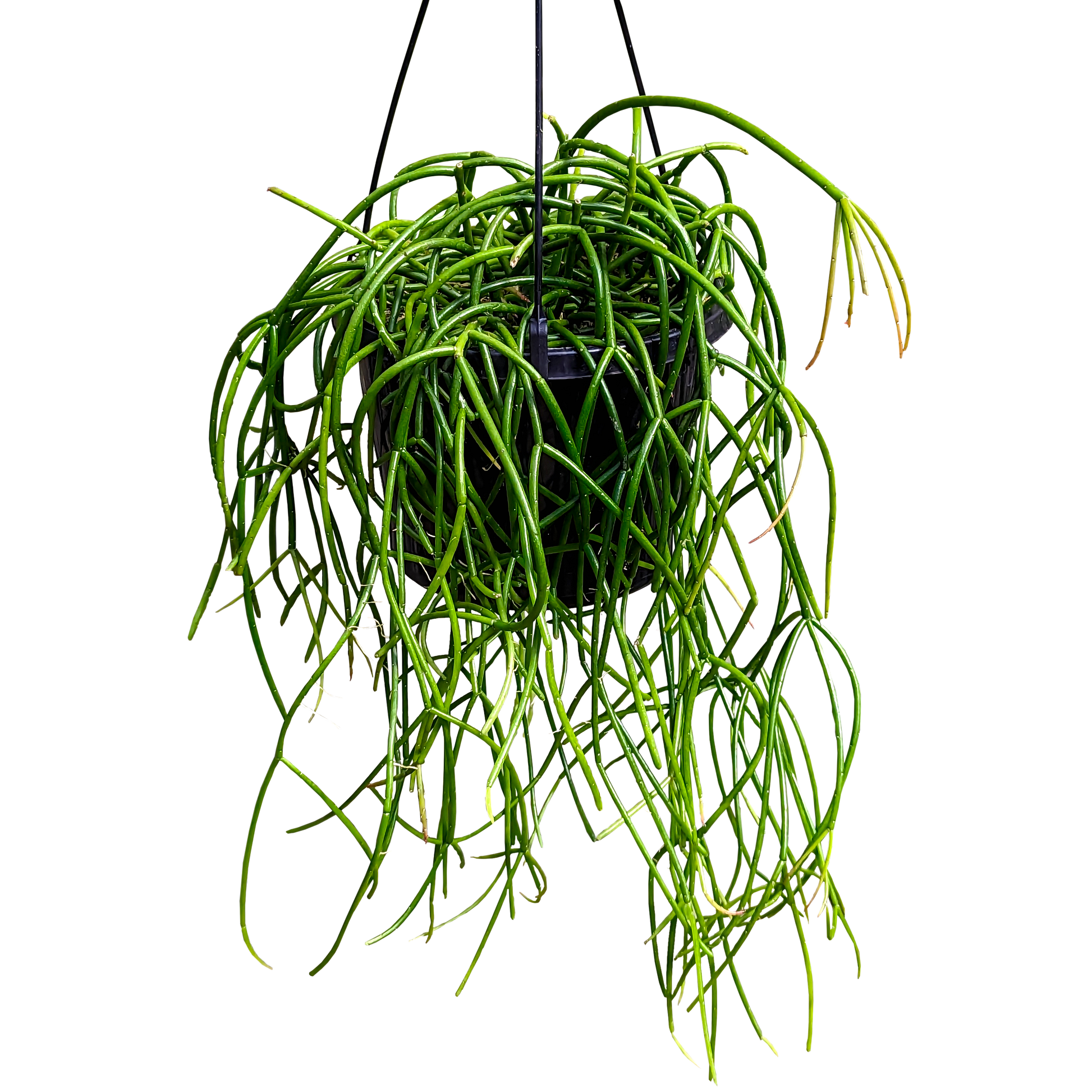 Rhipsalis Baccifera, epiphyte cacti with long, slender stems and creamy-white flowers followed by mistletoe-like fruit.