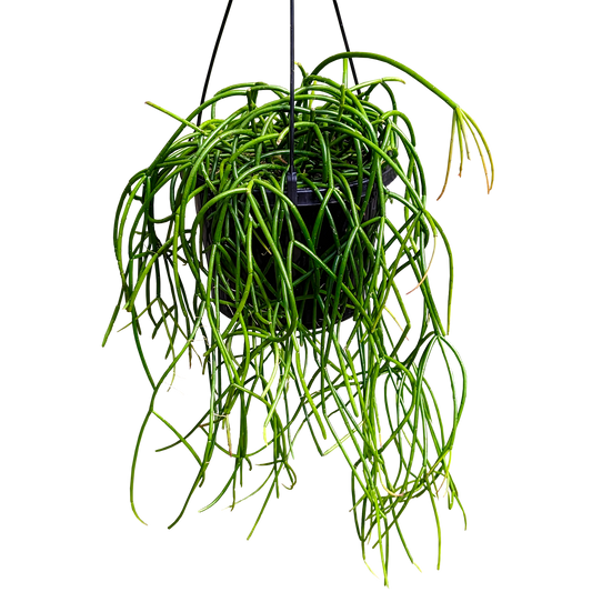Rhipsalis Baccifera, epiphyte cacti with long, slender stems and creamy-white flowers followed by mistletoe-like fruit.