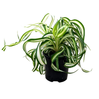 Chlorophytum comosum - Curly Ribbon Plant 100mm