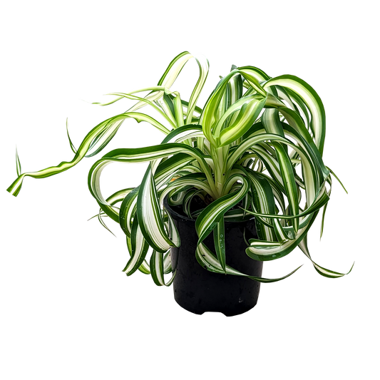 Chlorophytum comosum - Curly Ribbon Plant 100mm