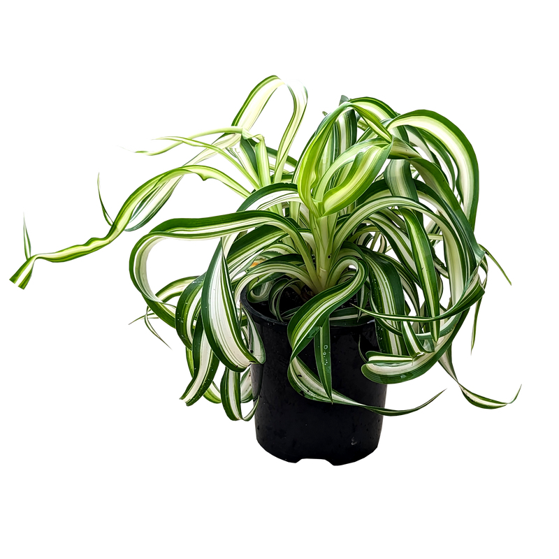 Chlorophytum comosum - Curly Ribbon Plant | Our Plant Shop