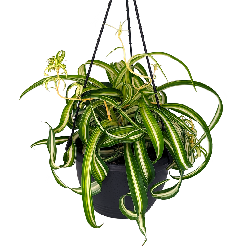 Chlorophytum comosum - Curly Ribbon Plant 200mm