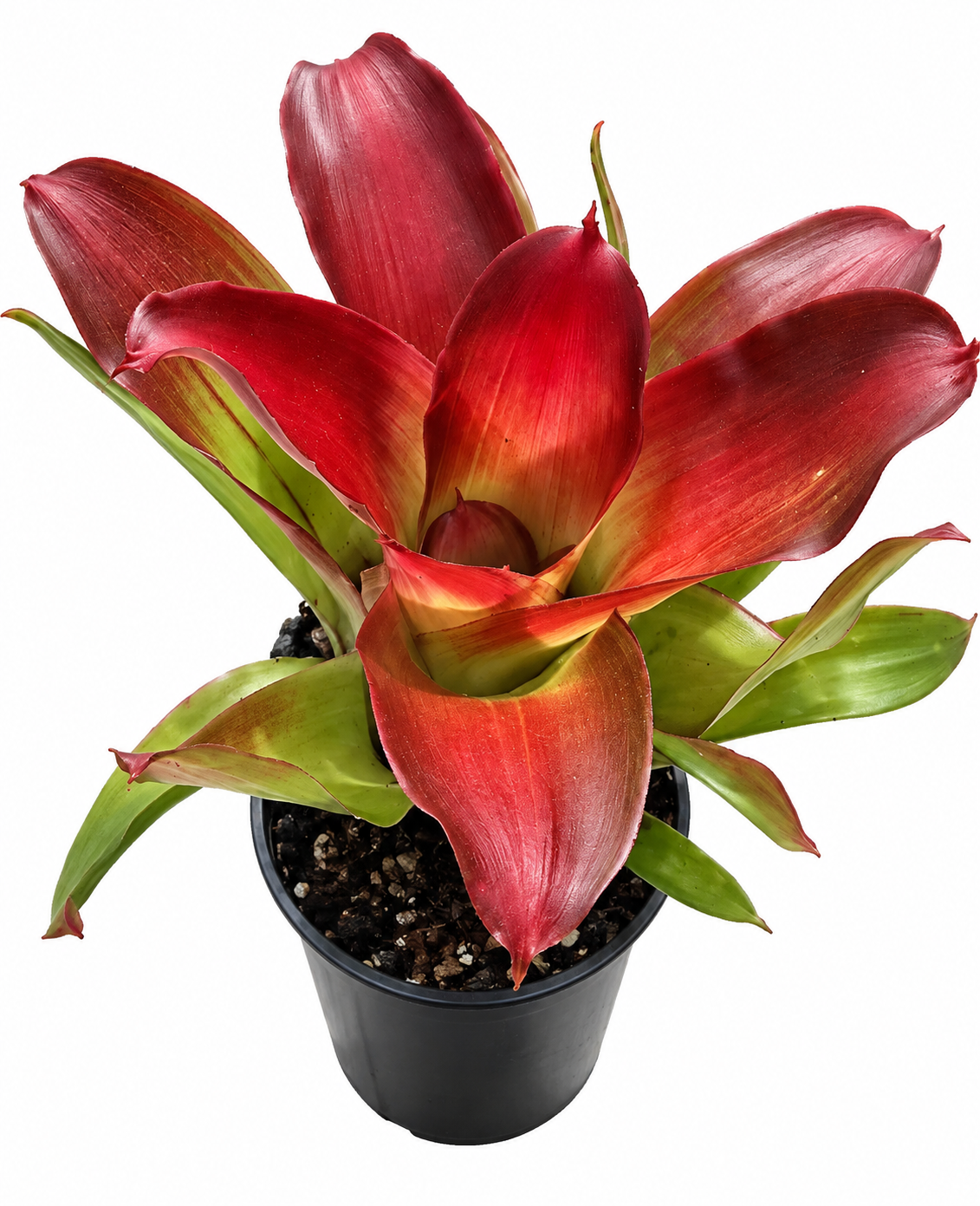 Neoregelia Medusa