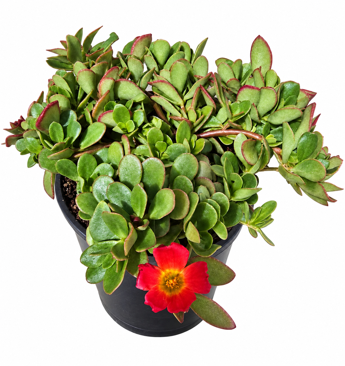 Portulaca Purslane Portogrande Magenta