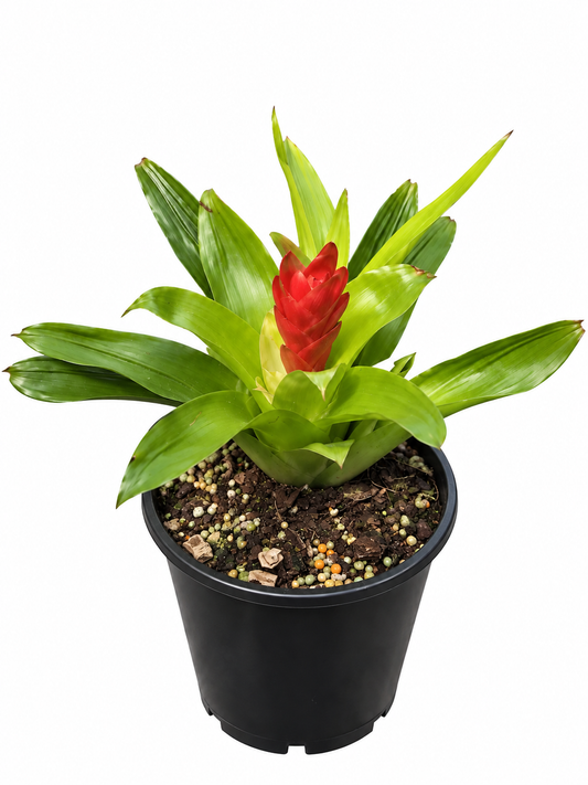 Vriesea spp.