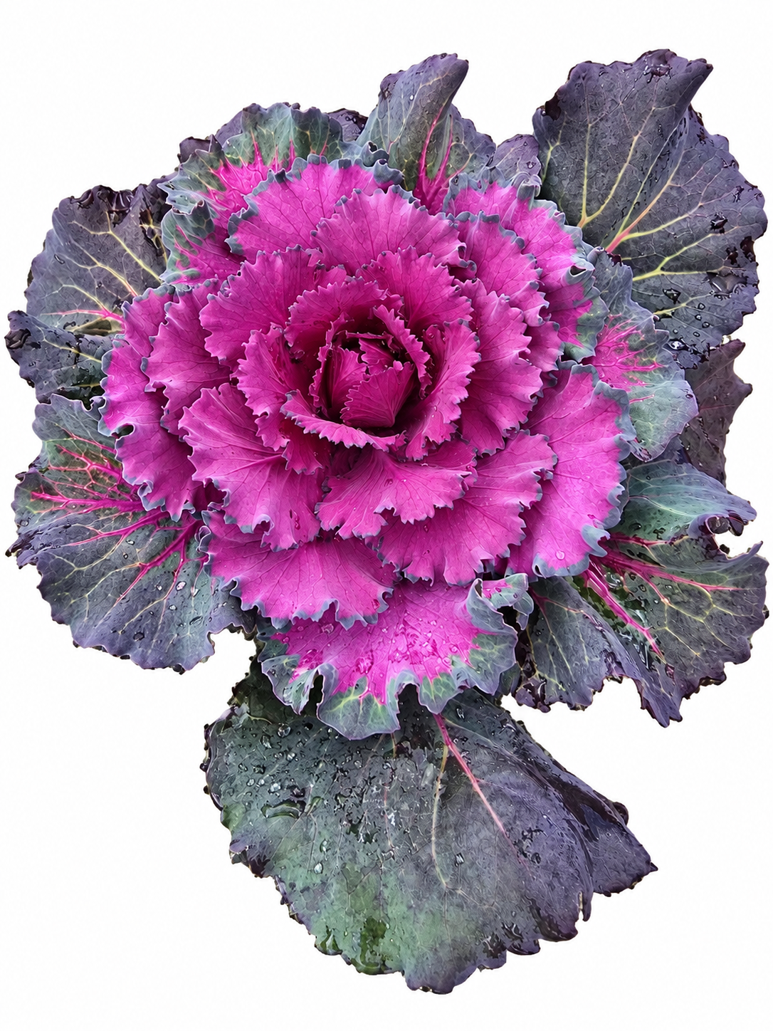 Ornamental Kale