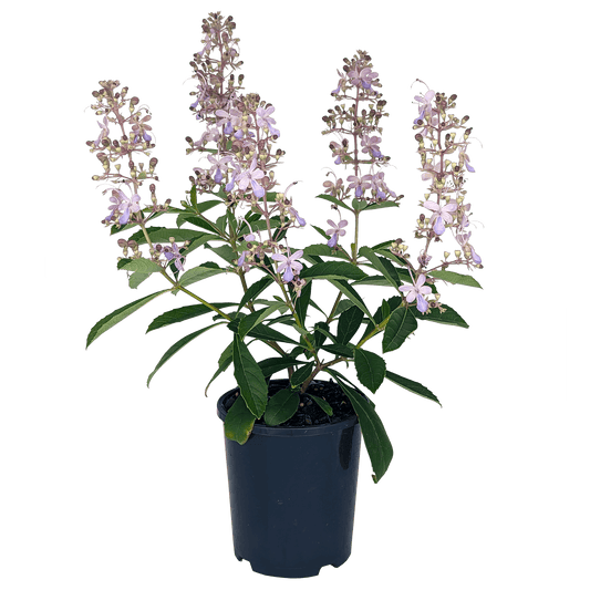 Rotheca serrata - Blue Fountain Bush 140mm