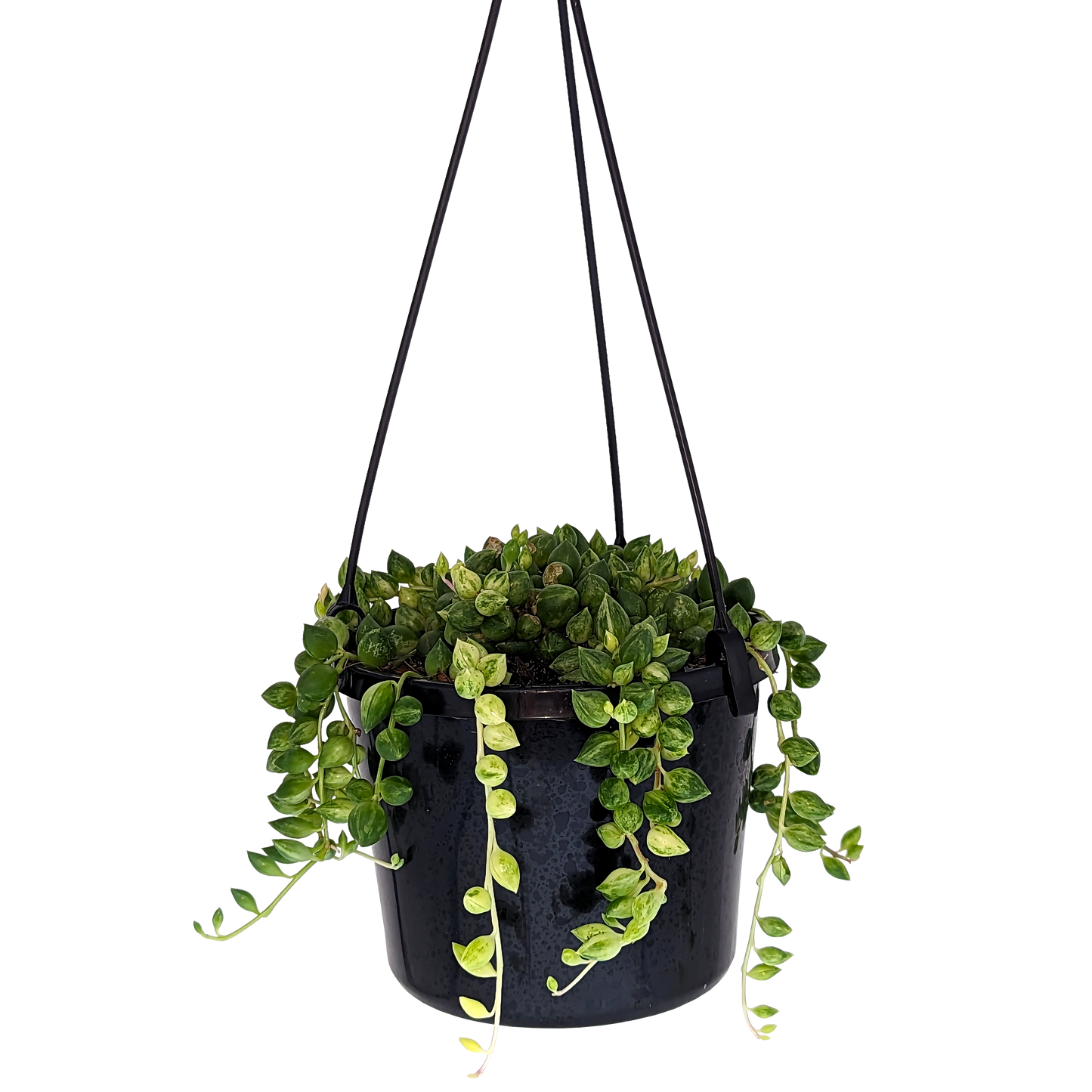string of variegated angel tears succulent in hanging basket. 