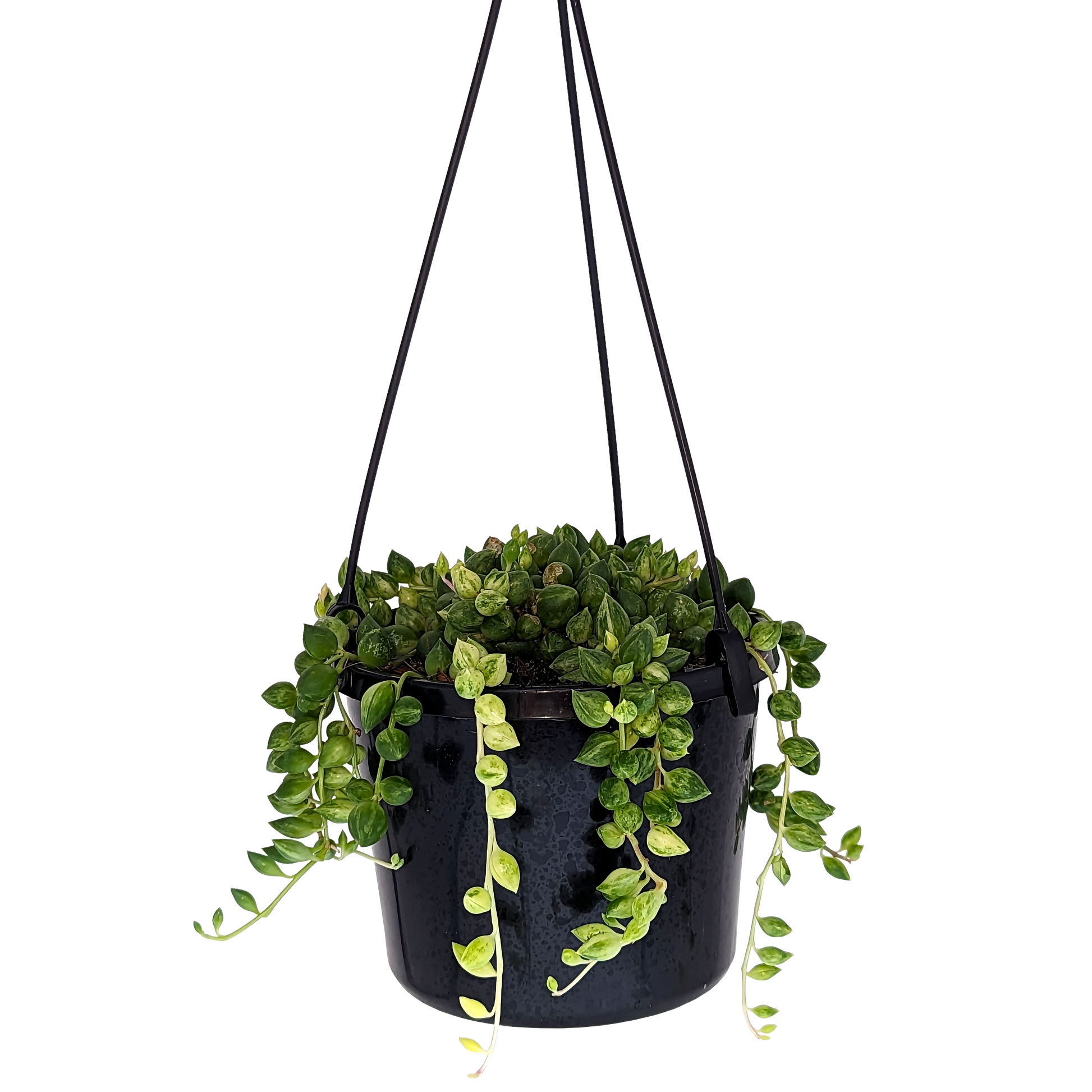 string of variegated angel tears succulent in hanging basket. 