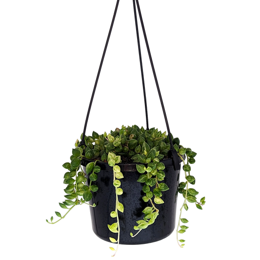 string of variegated angel tears succulent in hanging basket. 