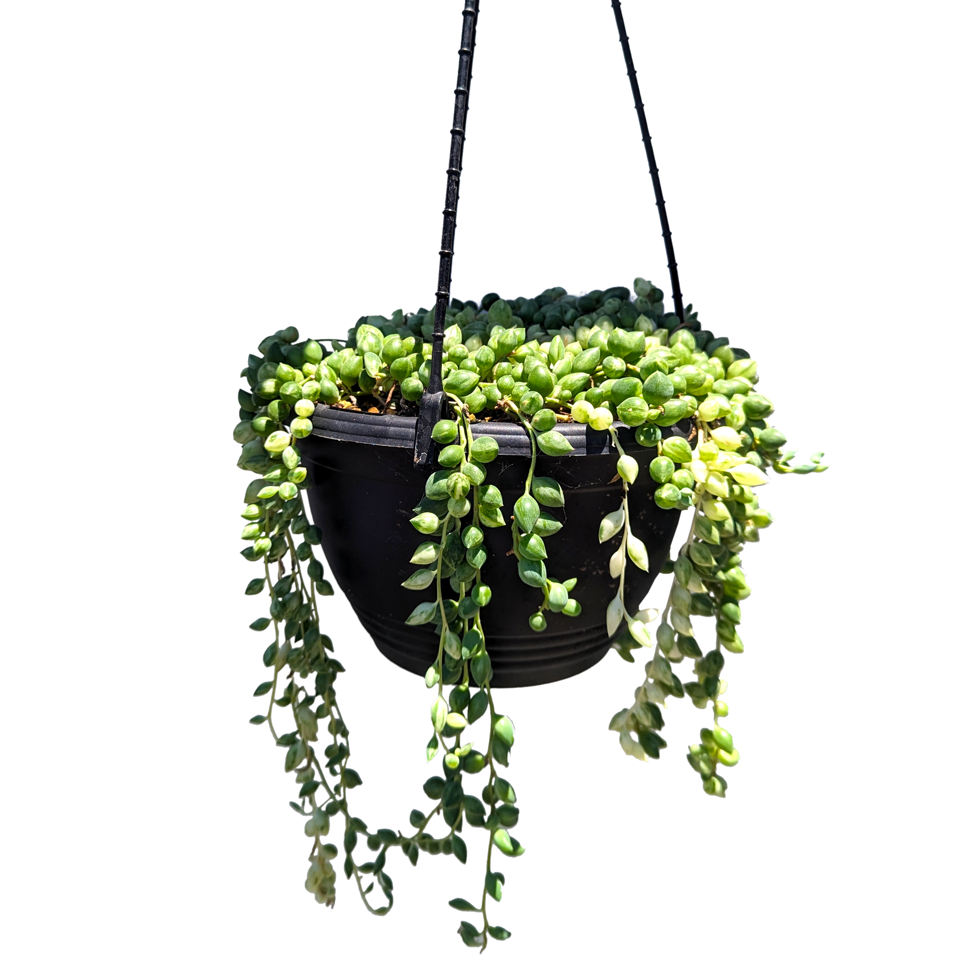 Senecio rowleyanus - Variegated Angel Tears 200mm
