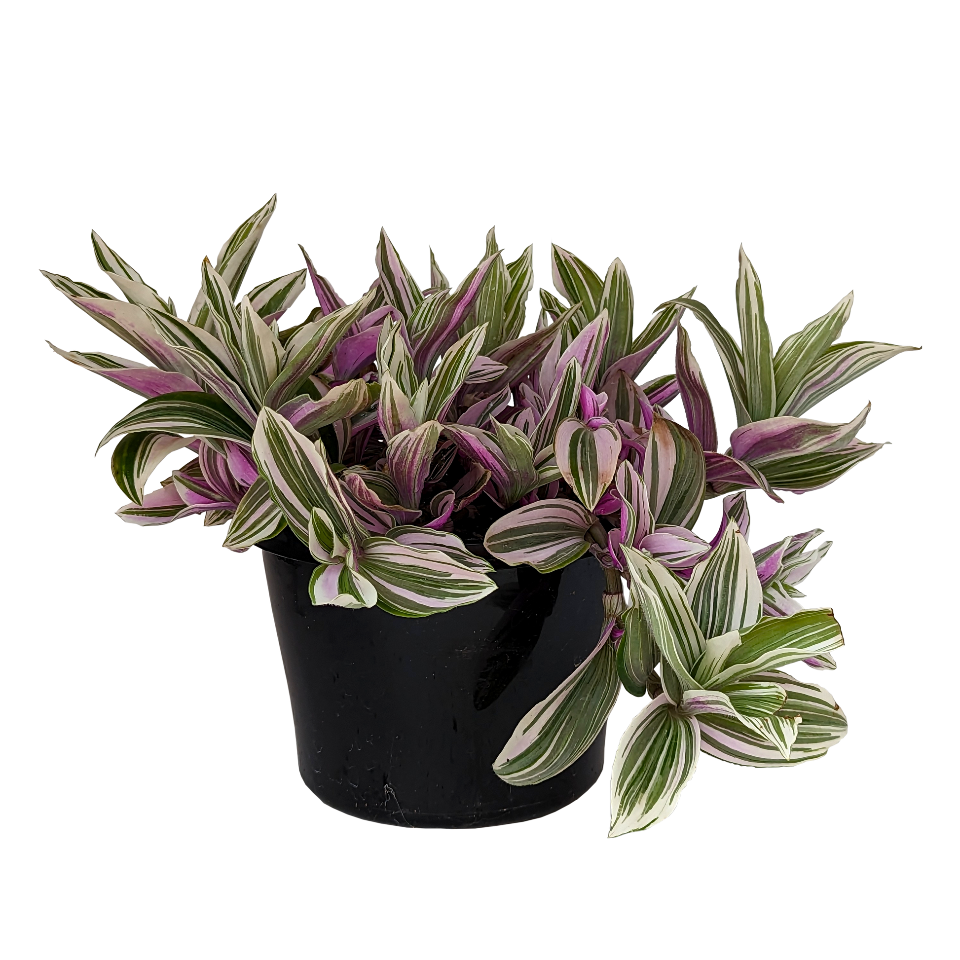 Creeping houseplant, colourful green, white and purple striped foliage. Tradescantia fluminensis. 