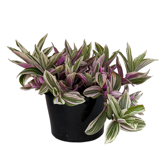 Creeping houseplant, colourful green, white and purple striped foliage. Tradescantia fluminensis. 