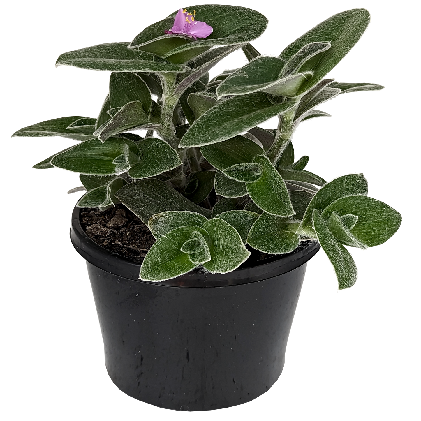 creeping houseplants furry trailing houseplant tradescantia sillamontana with purple flowers. 