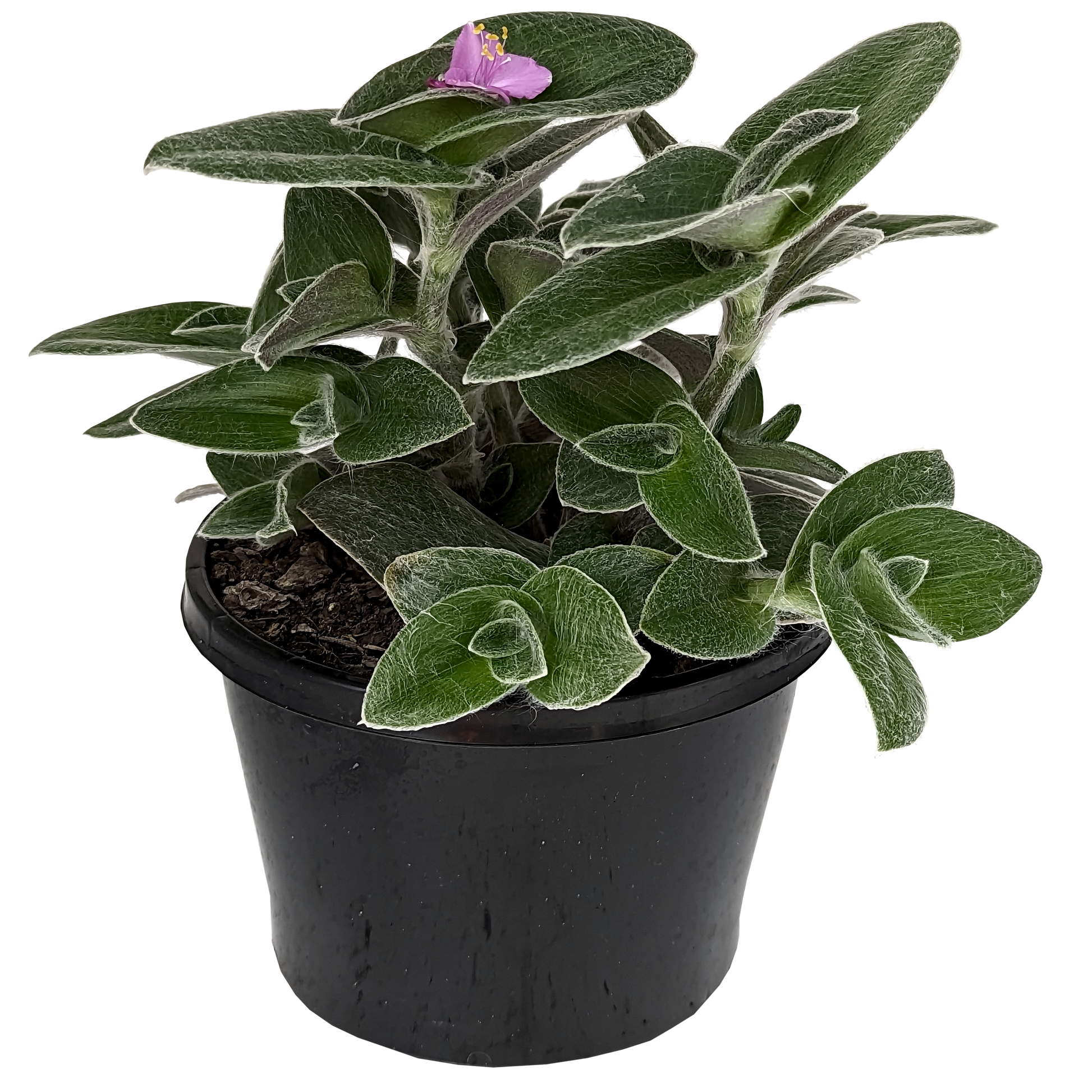 creeping houseplants furry trailing houseplant tradescantia sillamontana with purple flowers. 