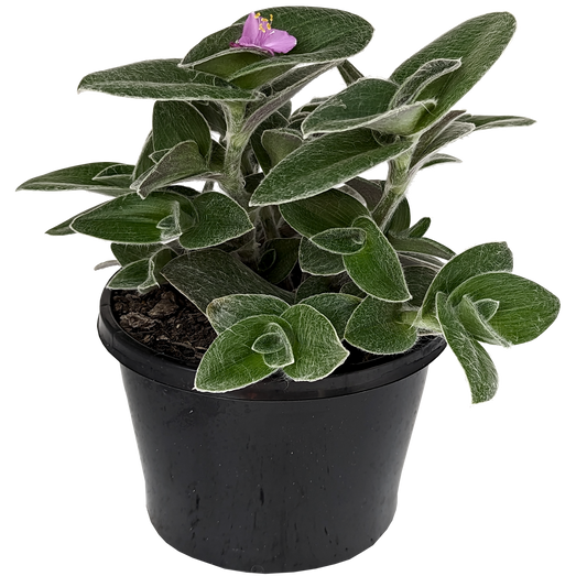 creeping houseplants furry trailing houseplant tradescantia sillamontana with purple flowers. 