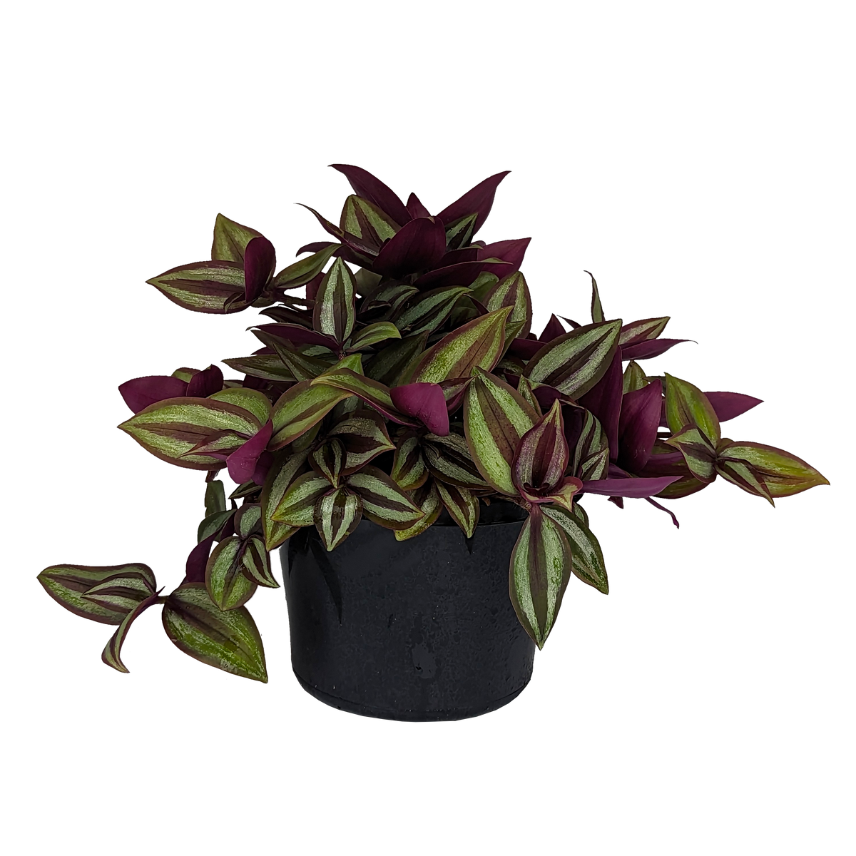 Tradescantia Zebrina - Spiderwort 155mm