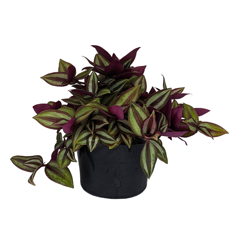 Tradescantia Zebrina - Spiderwort 155mm