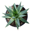 Aloe polyphylla - Spiral Aloe 125mm