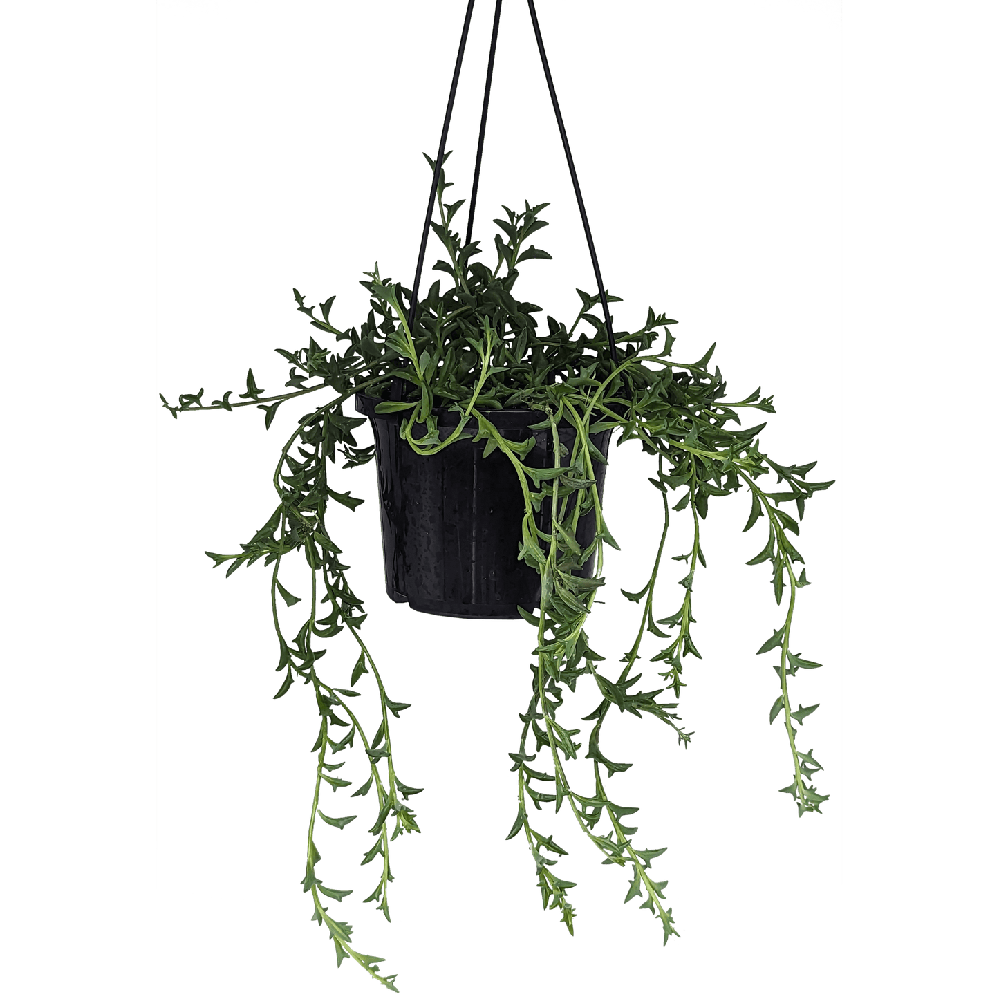 Senecio peregrinus - String of Dolphins 125mm,