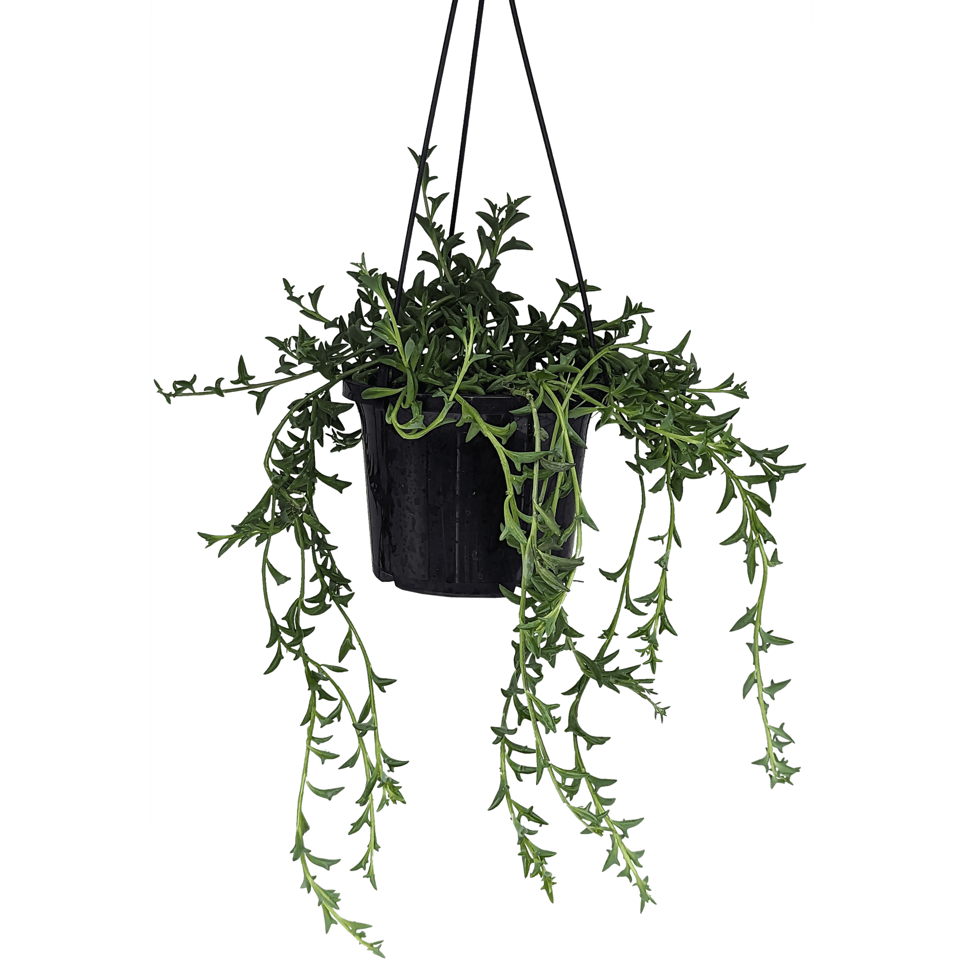 Senecio peregrinus - String of Dolphins 125mm,