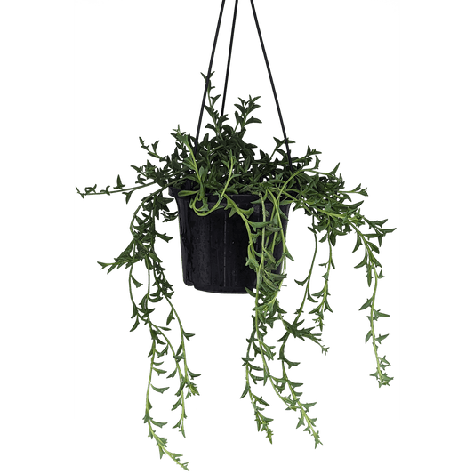 Senecio peregrinus - String of Dolphins 125mm,