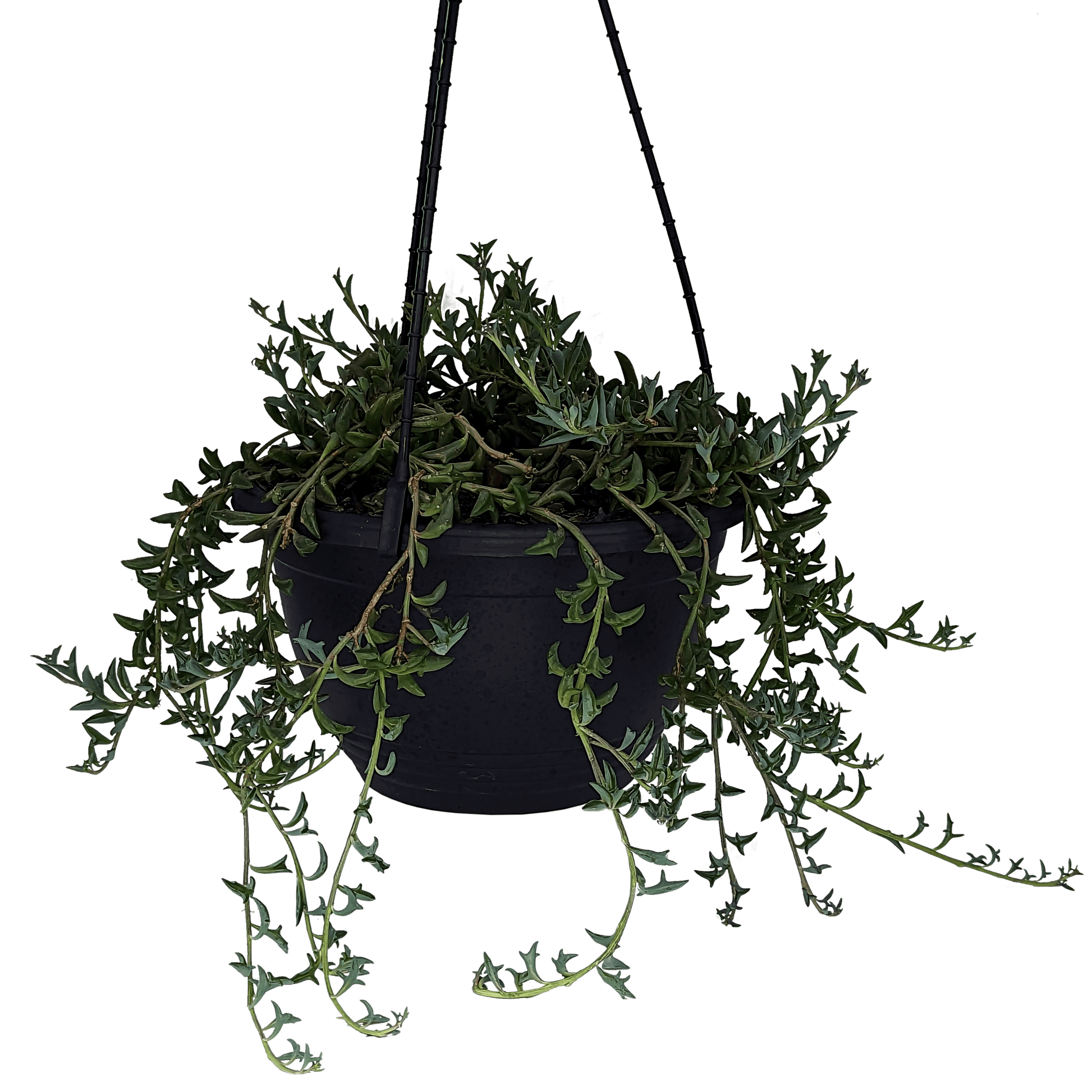 Senecio peregrinus - String of Dolphins 200mm